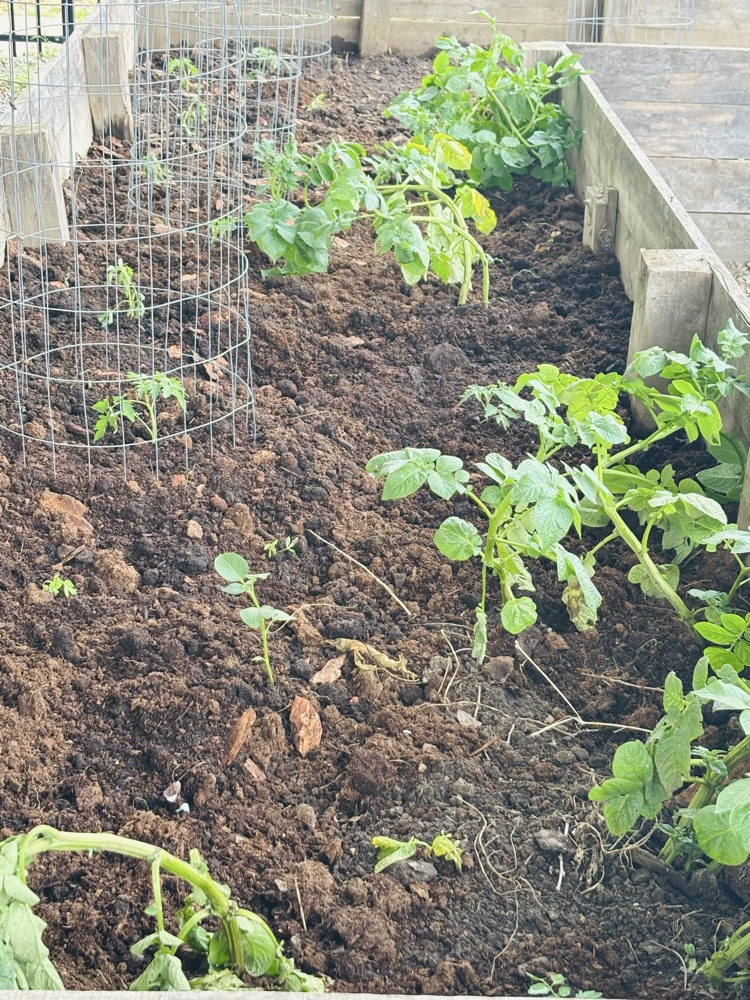 Elem. Garden