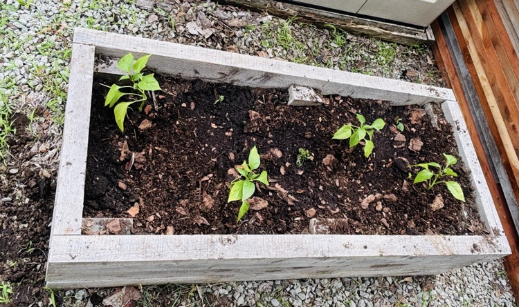 Elem. Garden