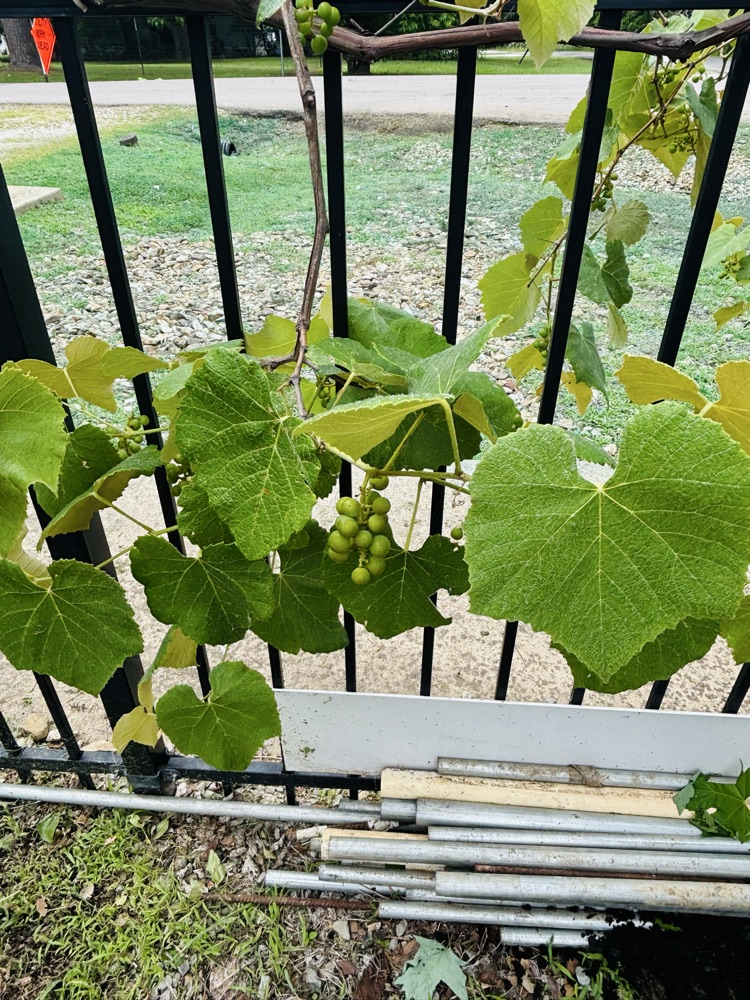 Elem. Garden