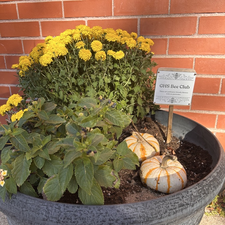 Bee Club