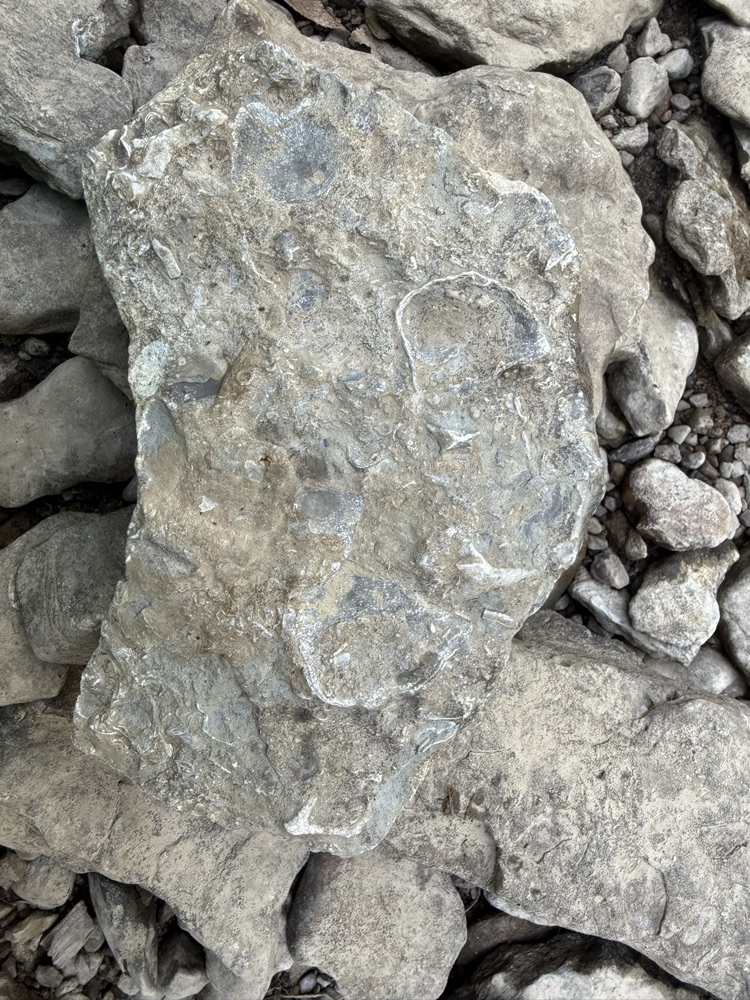🪨 O’Bannon Creek isn’t just water—it’s a piece of Goshen’s history! Did you know some of Goshen’s oldest homes were built with limestone from the creek?