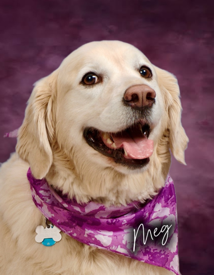 Sit. Stay. Slay! 📸🐾 Our golden girl Meg, worked the camera like a pro. Warning: her picture day smile is known to cause uncontrollable grins!