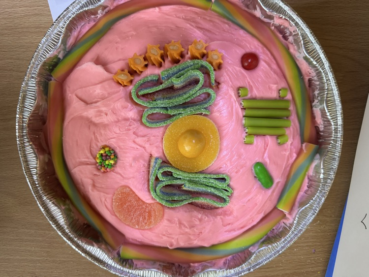 Sixth grade students recently completed their cell unit in science class. For their ending projects, students created games, infomercials, stop animation videos, children’s books, cakes, models and even a crocheted plant cell! 