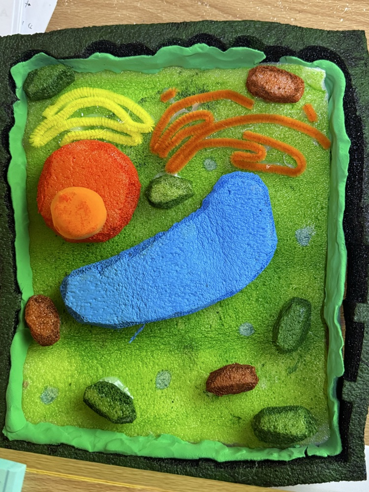 Sixth grade students recently completed their cell unit in science class. For their ending projects, students created games, infomercials, stop animation videos, children’s books, cakes, models and even a crocheted plant cell! 