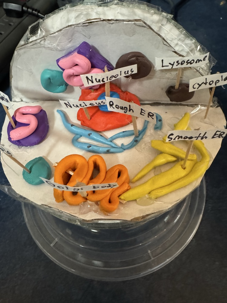 Sixth grade students recently completed their cell unit in science class. For their ending projects, students created games, infomercials, stop animation videos, children’s books, cakes, models and even a crocheted plant cell! 
