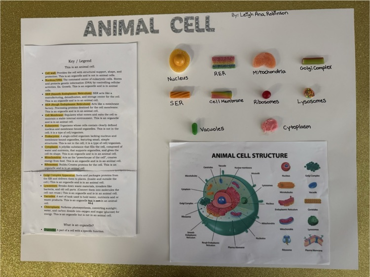 Sixth grade students recently completed their cell unit in science class. For their ending projects, students created games, infomercials, stop animation videos, children’s books, cakes, models and even a crocheted plant cell! 