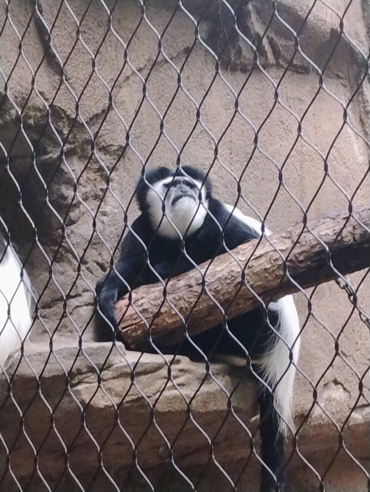 GMS 8th graders took on the zoo today! The new(ish) Elephant exhibit was beautiful and we all had to much fun!