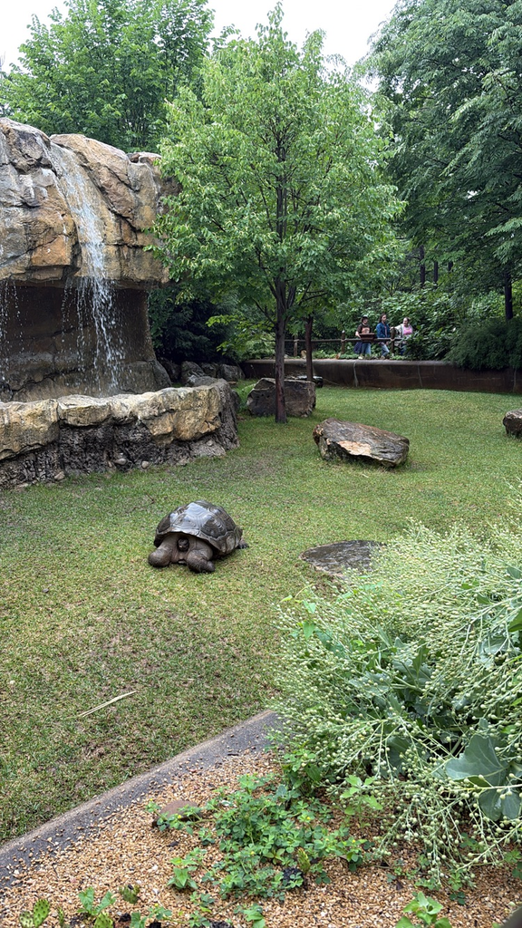GMS 8th graders took on the zoo today! The new(ish) Elephant exhibit was beautiful and we all had to much fun!