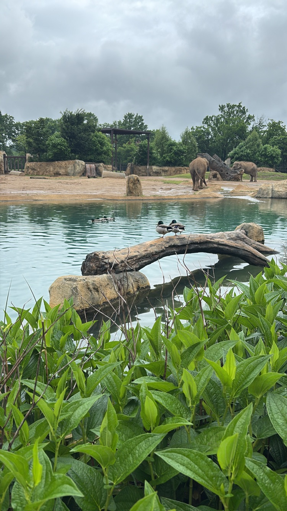 GMS 8th graders took on the zoo today! The new(ish) Elephant exhibit was beautiful and we all had to much fun!