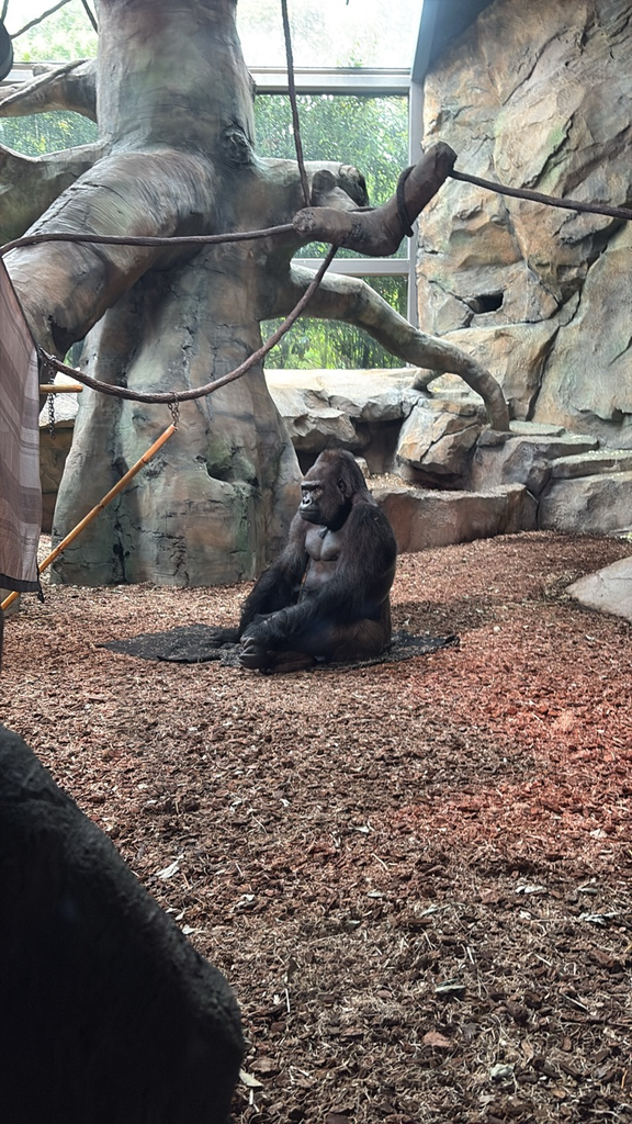 GMS 8th graders took on the zoo today! The new(ish) Elephant exhibit was beautiful and we all had to much fun!