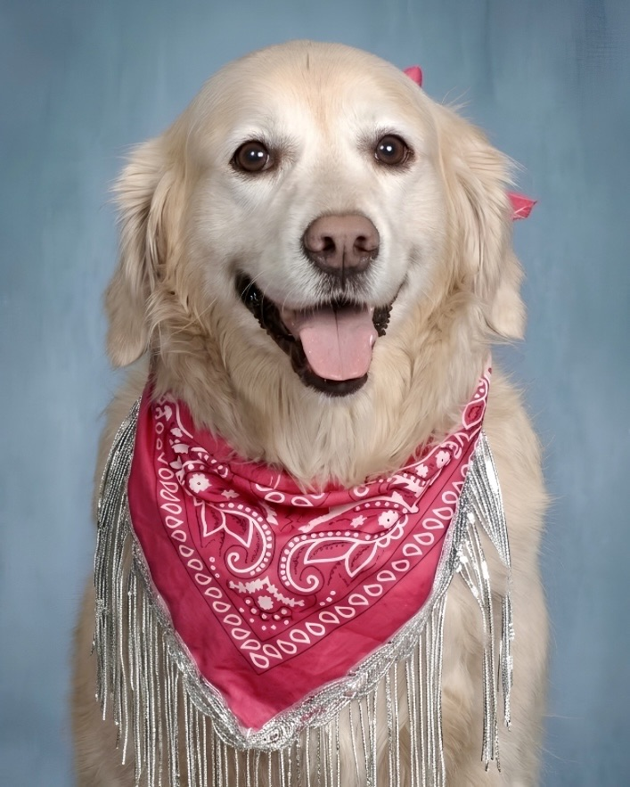 Facility Dog Meg on Picture Day!