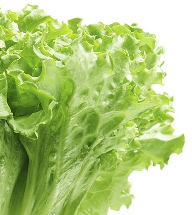 lettuce