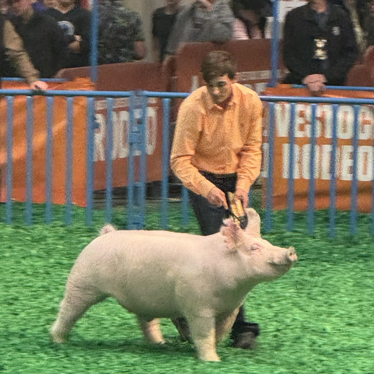 pig show 