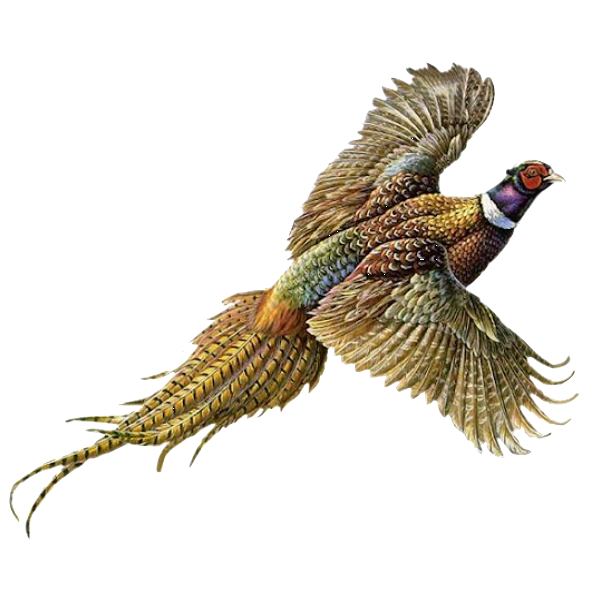 Ringneck Logo by Rebecca Richmeier (2023)
