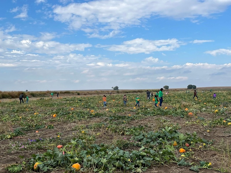 Elementary at pumpkin patch