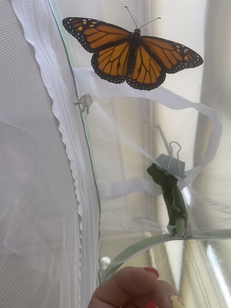 Butterflies
