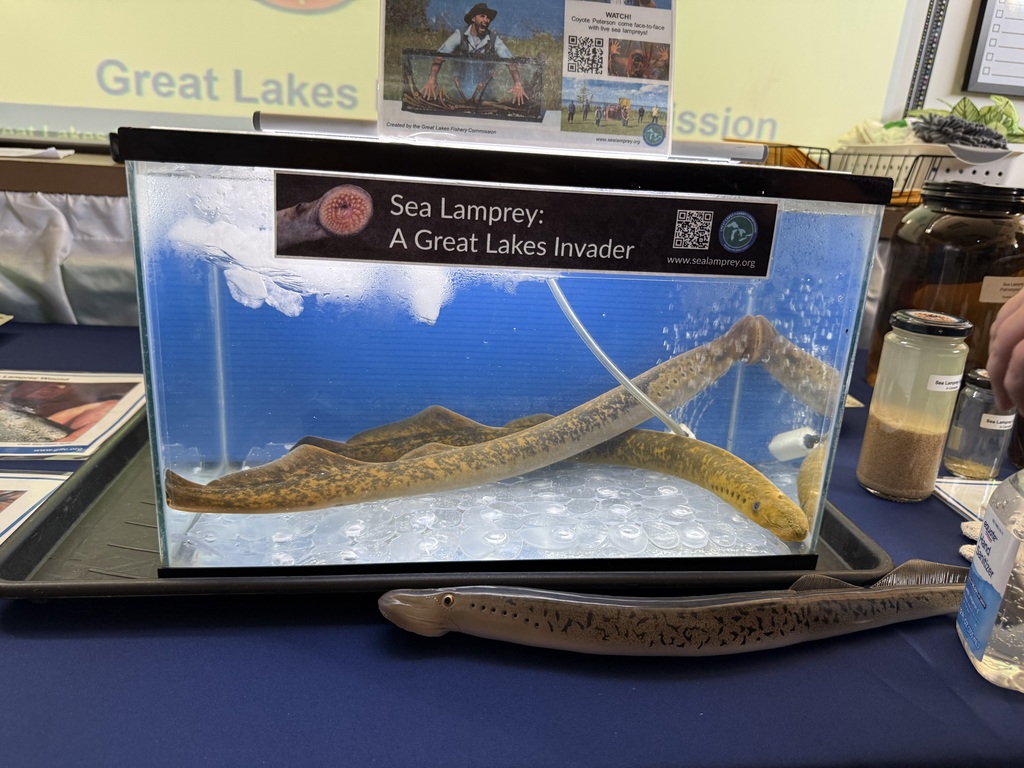 tank with live eels