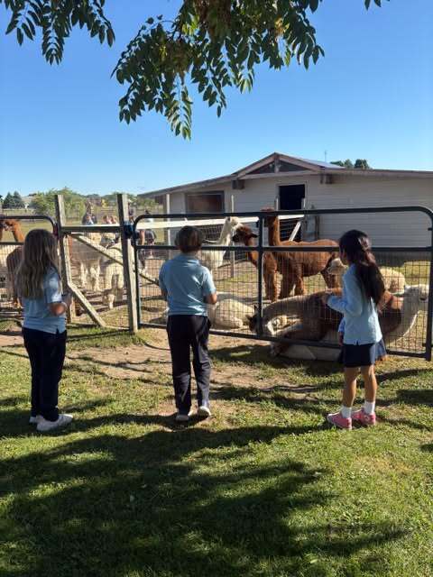 students visiting alpaca farm