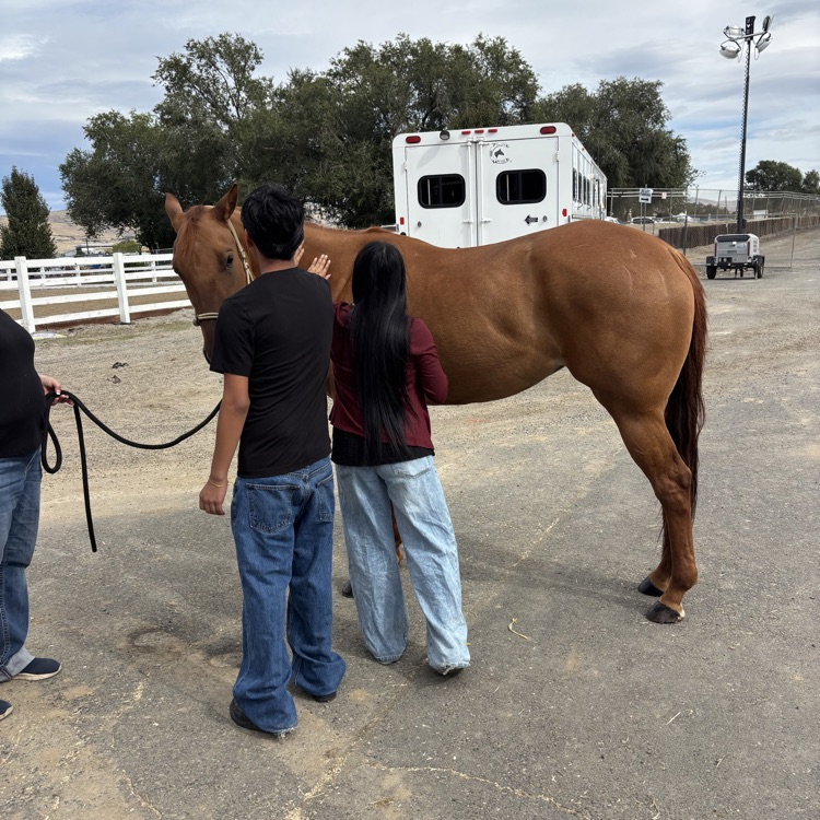 Horse judging