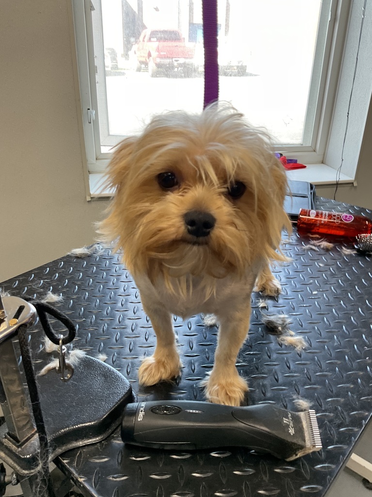 Dog on a grooming table.
