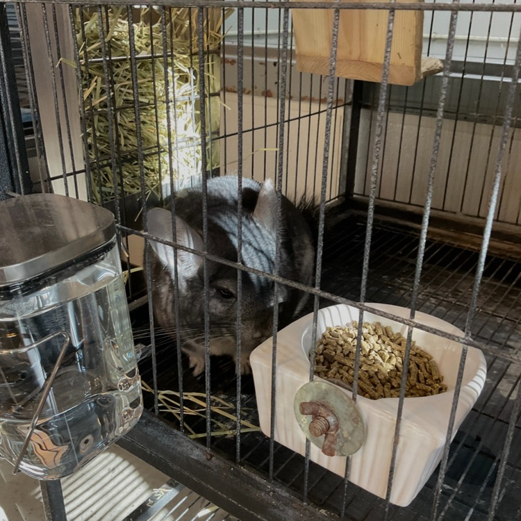 New chinchilla! To cute!