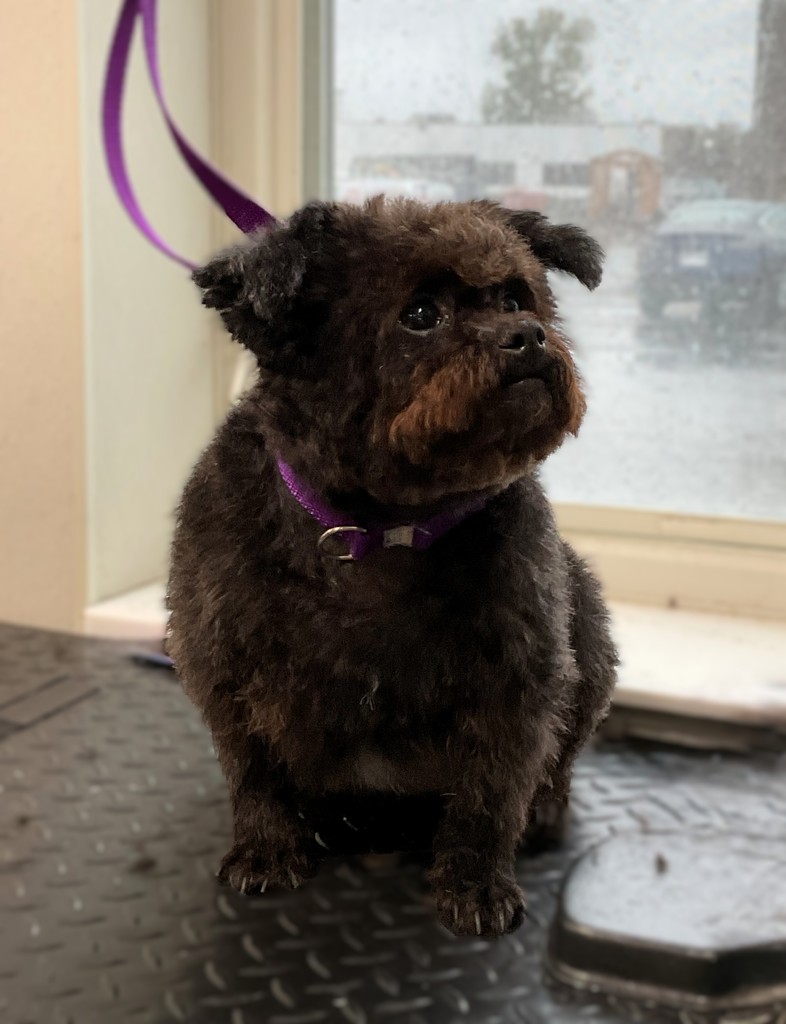 Mrs. Cad's dog, Edna, Brown/black small chihuahua mix