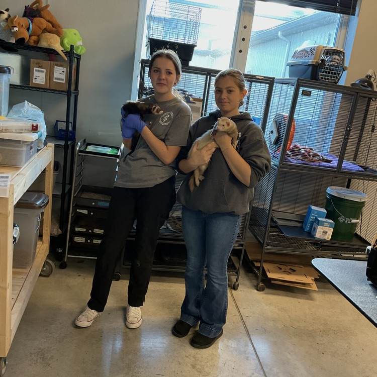 Veterinary Juniors, chilling with the awesome ferrets!