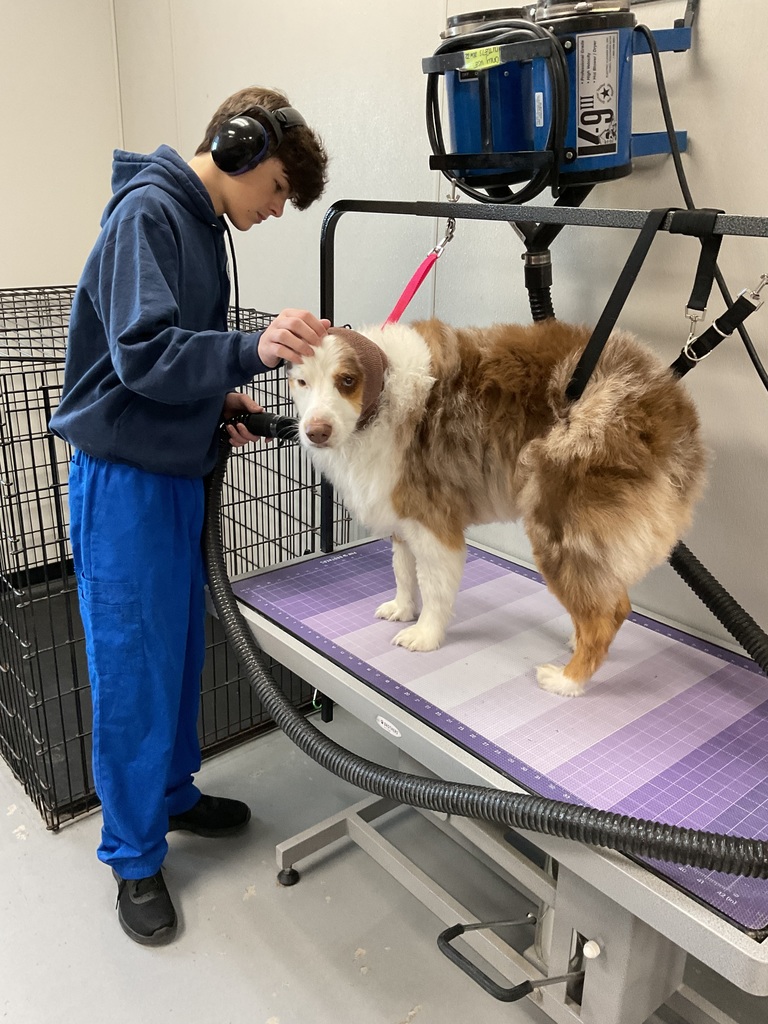 The junior carefully blow dried the fluffy dog, making sure not to scare it with the noise.