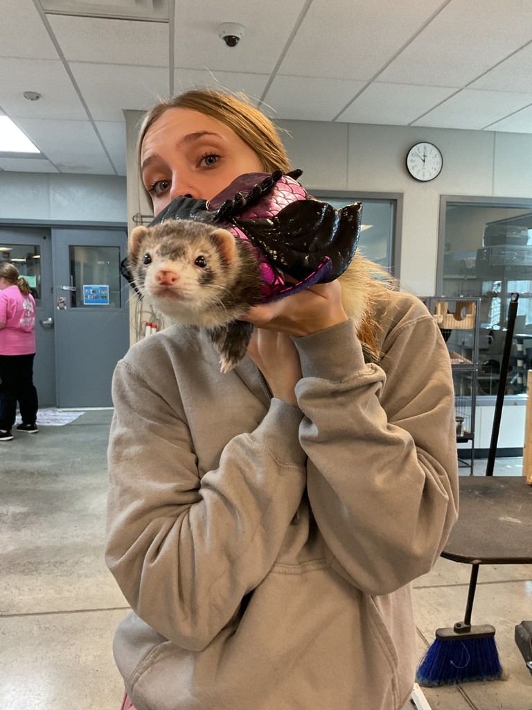 Ferret
