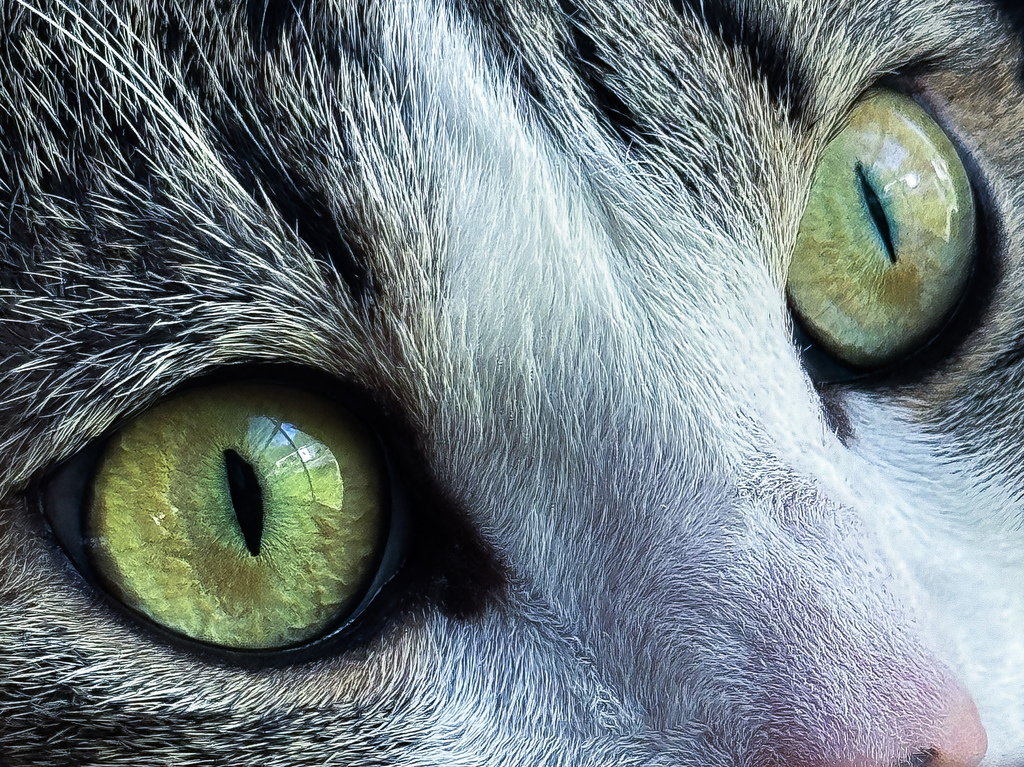 "Pointed Perfection" by Alyssa Baarlaer