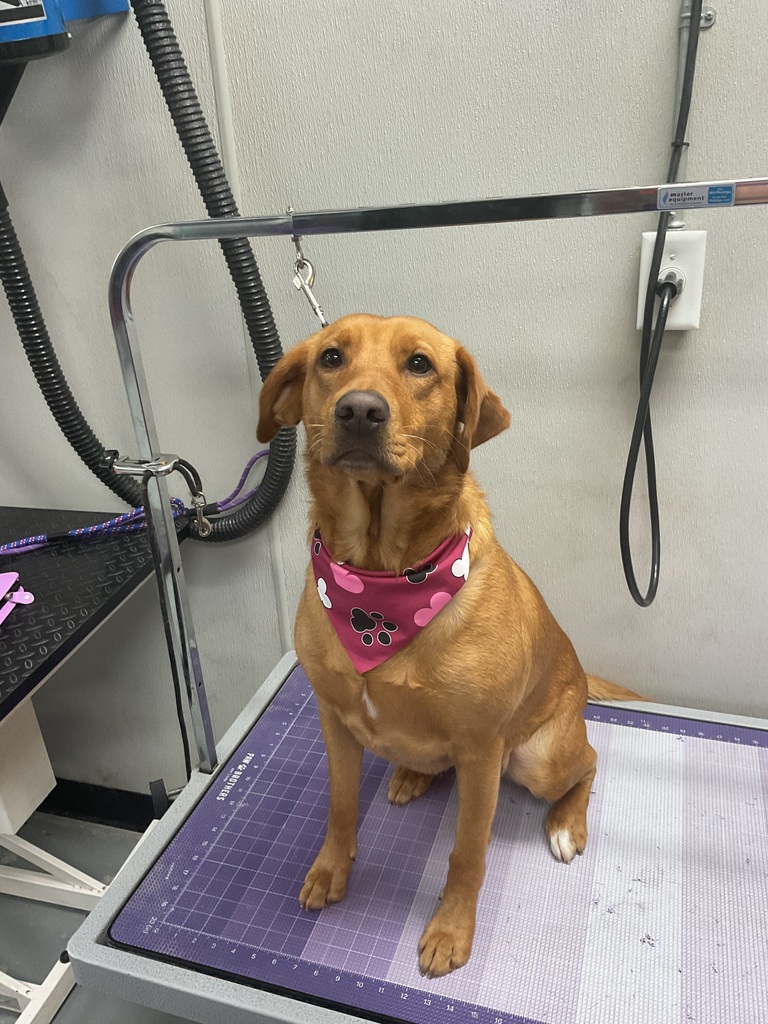 Dog on a grooming table.
