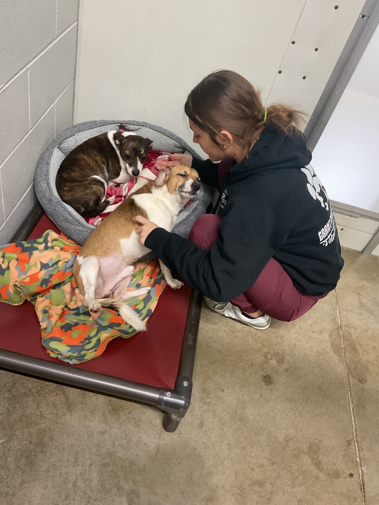 our junior is playing with puppies that just got here 