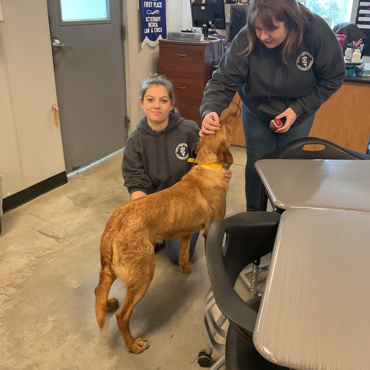 Vet Science Juniors’ We had a awesome surprise today! We got to love on and play with these fun dogs! Thank you so much to American K9s! We appreciate you guys visiting us! 