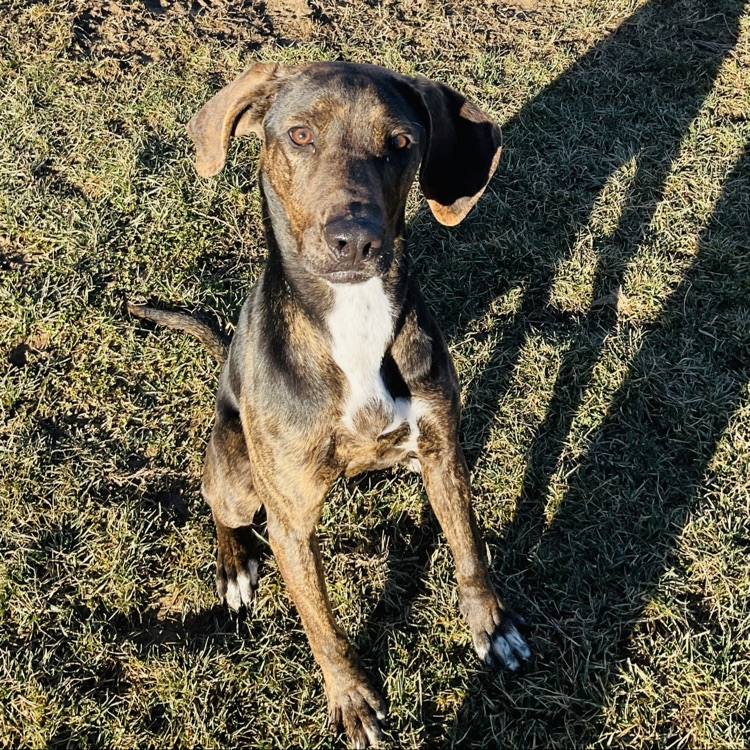 Vet Science Juniors’ Our lovely Philip! Training our buddy for the past 2 days, and 8 more to go! He has already made so much progress. He is so smart! 