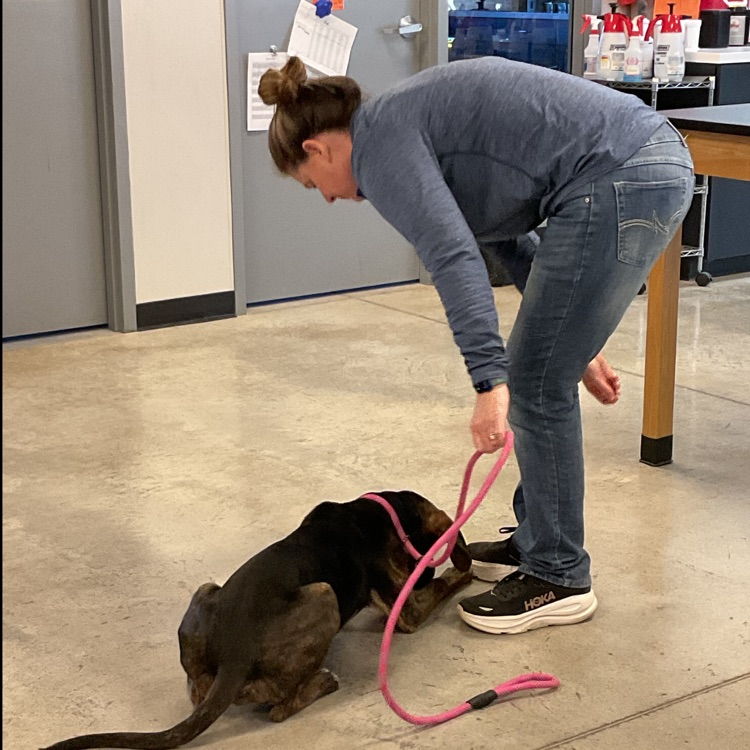 Vet Science Juniors’ Our lovely Philip! Training our buddy for the past 2 days, and 8 more to go! He has already made so much progress. He is so smart! 