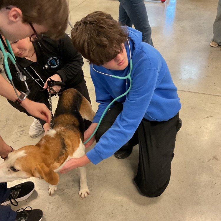 Vet Science Junior’s practicing how to take heart rates on dogs! We are having so much fun! These dogs are always adorable and fun! 