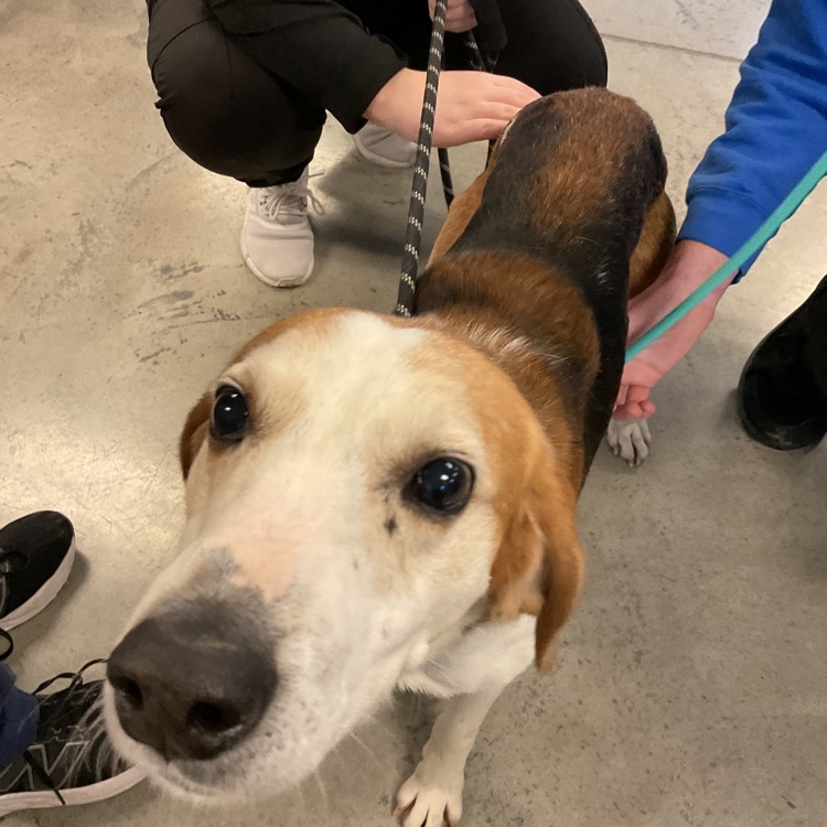 Vet Science Junior’s practicing how to take heart rates on dogs! We are having so much fun! These dogs are always adorable and fun! 