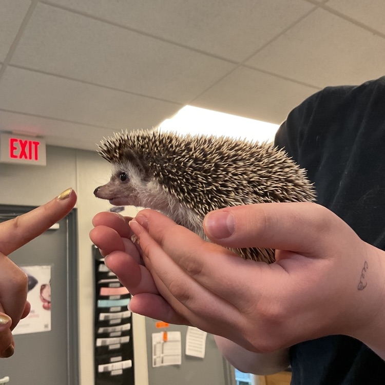 Vet Science Juniors’ For a couple of weeks most of us had been trying to socialize our hedgehog! She is so sweet but so scared! She has been doing so good! We love her! 
