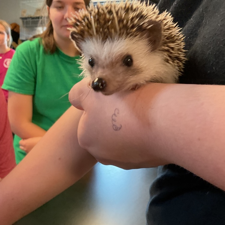 Vet Science Juniors’ For a couple of weeks most of us had been trying to socialize our hedgehog! She is so sweet but so scared! She has been doing so good! We love her! 