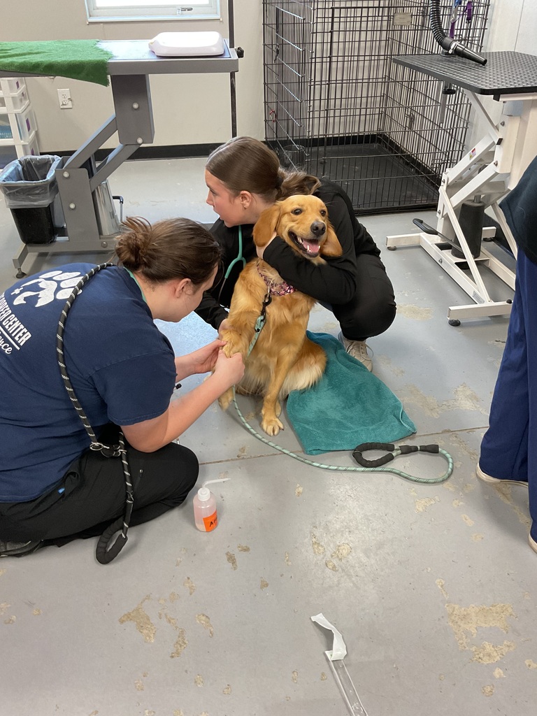 student getting blood from a dog.