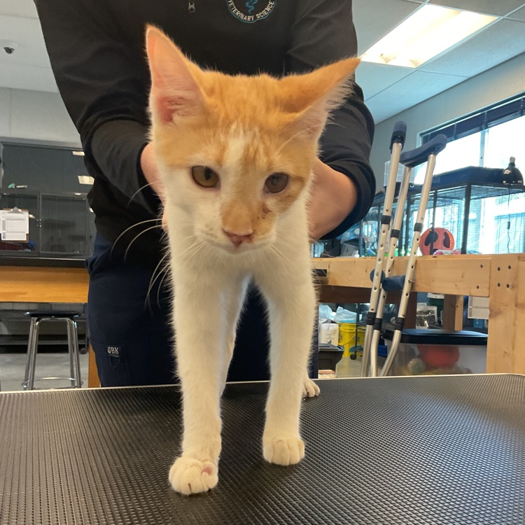 Vet Science Seniors’ Fun time with our Bobby, he’s the sweetest. He definitely loves to run around and make his little noises!
