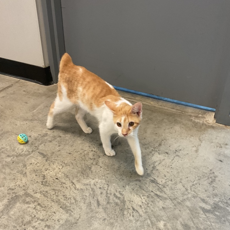 Vet Science Seniors’ Fun time with our Bobby, he’s the sweetest. He definitely loves to run around and make his little noises!
