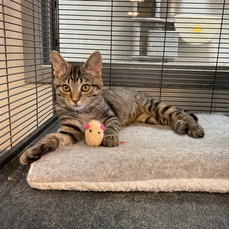 Kitten holding mouse toy!