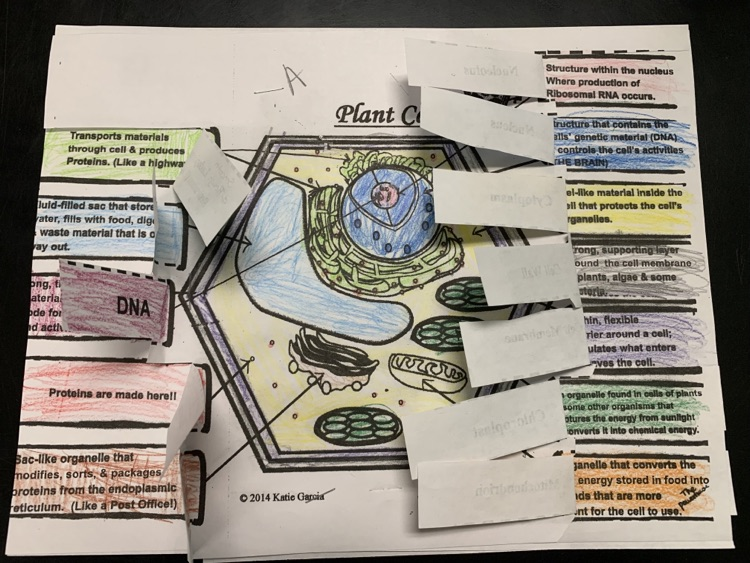 plant cell organelle descriptions