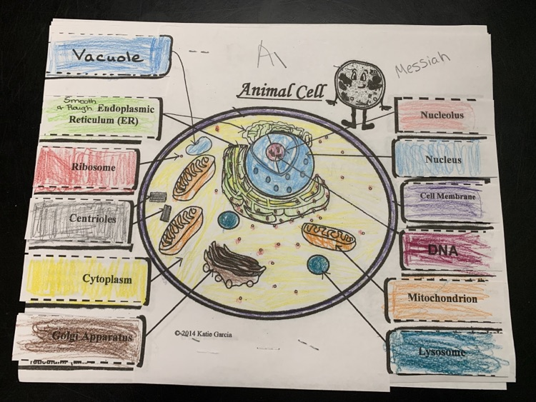animal cell organelles