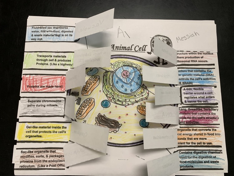 animal cell organelle descriptions