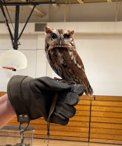 Screech owl being held by Volunteer from rescue facility in front of students at an assembly