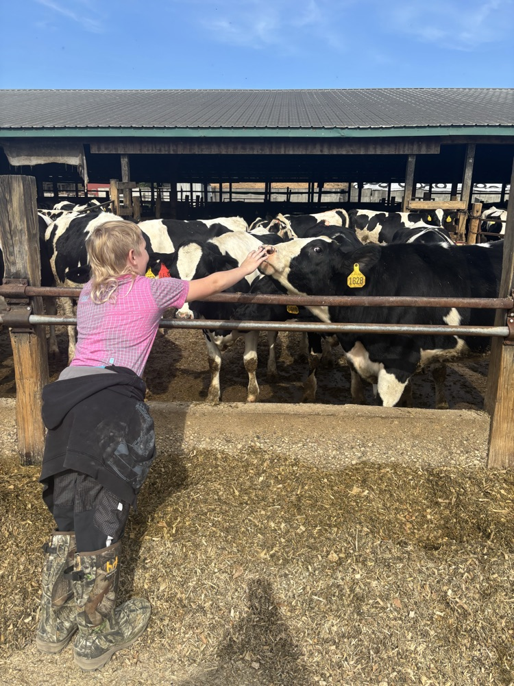 cows