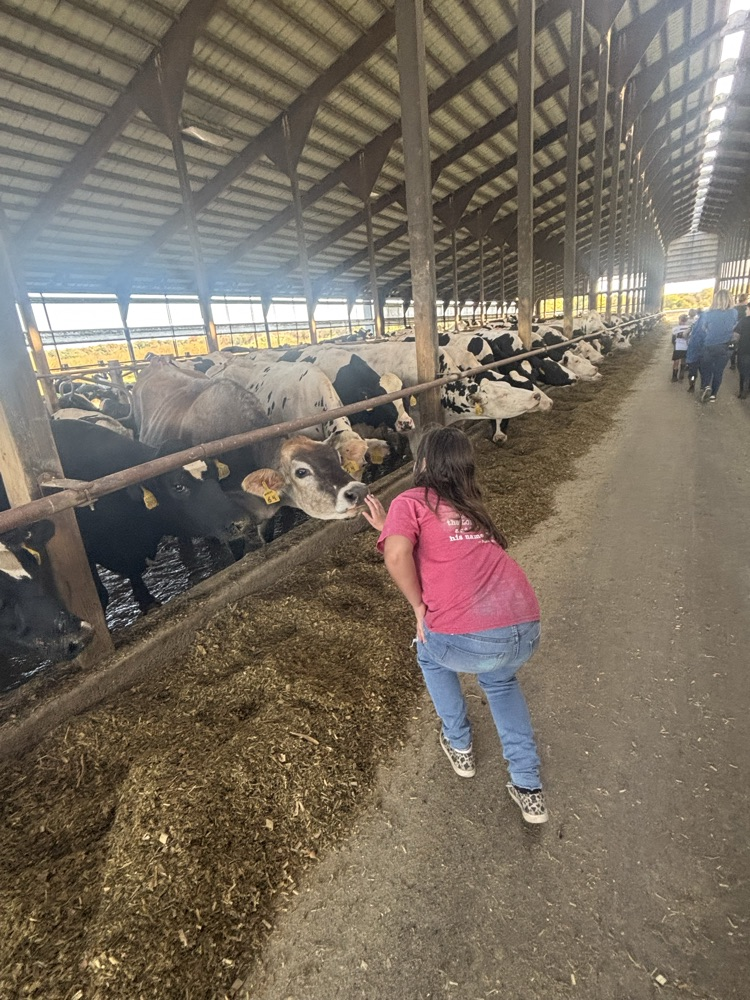 cows