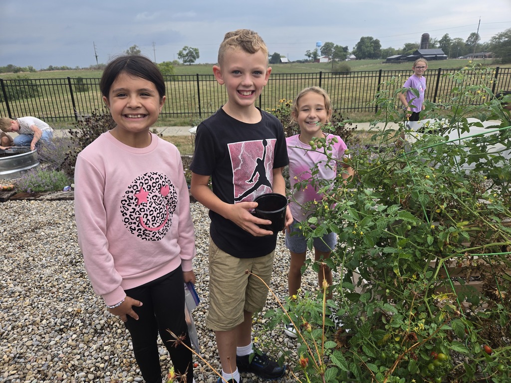 picking tomatoes 